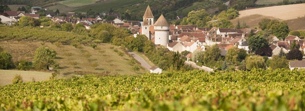 Discover the vineyards Auxerrois 