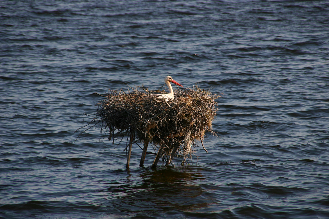 Stork on Lake Alqueva
